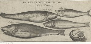Sprat, carpe, mulet, petite morue et une coquille - Pierre Firens