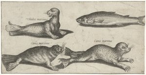 Deux phoques, un lion de mer et un mulet - Pierre Firens