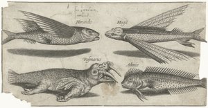 Poisson volant, grondin, poisson-limace et un morse - Pierre Firens