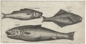 Bar, sole et saumon