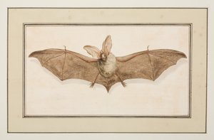 Oreillard brun, vers 1755-65 - Pierre Francois Ledoulx