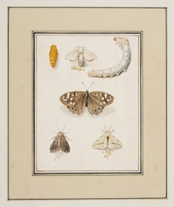 Papillons, Mites et Chenilles, c.1755-65