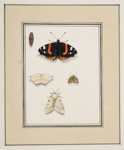 Papillons, c.1755-65 - Pierre Francois Ledoulx