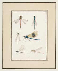 Libellules, c.1755-65 - Pierre Francois Ledoulx