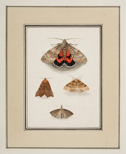 Papillons de nuit, c.1755-65 - Pierre Francois Ledoulx