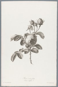 Rose à cent feuilles