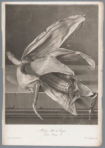 Maïs - Pierre François Legrand