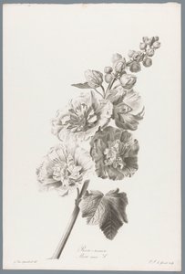 Rose trémière - Pierre François Legrand