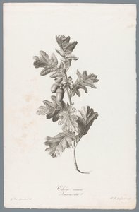 Chêne commun - Pierre François Legrand