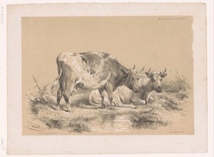 Étude de deux vaches