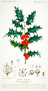 Houx (Ilex aquifolium) planche botanique, vers 1820 - Pierre Jean Francois (after) Turpin