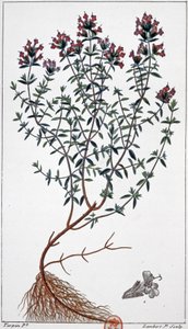 Thym, c.1850 (gravure)