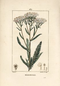 Achillée millefeuille - Pierre Jean Francois Turpin