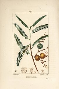 Amla (groseille népalaise ou indienne)