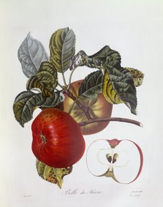 Pomme "Belle du Havre", planche botanique de Pierre Jean François Turpin - Pierre Jean Francois Turpin