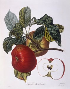 Pomme "Belle du Havre", planche botanique par Pierre Jean François Turpin - Pierre Jean Francois Turpin