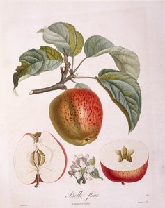 Pomme "Belle fleur", planche botanique par Pierre Jean Francois Turpin - Pierre Jean Francois Turpin
