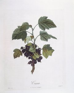 Cassis (Ribes nigrum) ou cassis Noir de Bourgogne, planche botanique par Pierre Jean Francois Turpin
