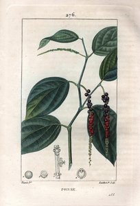 Botanique : poivre noir - Poivre noir avec feuilles et grains de poivre, Piper nigrum. Gravure en taille-douce coloriée à la main par Lambert d