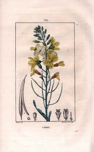 Botanique : fleur de chou. Gravure en taille-douce coloriée à la main par Lambert d