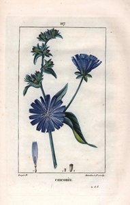 Botanique : chicorée en fleur - Plante et fleur de chicorée, Cichorium intybus. Gravure au pointillé en couleur à la main par Lambert d