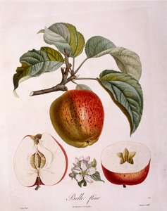 Botanique - Rosaceae - pomme « Belle fleur » - Pierre Jean Francois Turpin