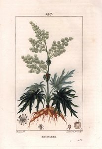 Botanique : rhubarbe - Plante de rhubarbe, feuilles et racines, Rheum rhabarbarum. Gravure en taille-douce colorée à la main par Lambert d