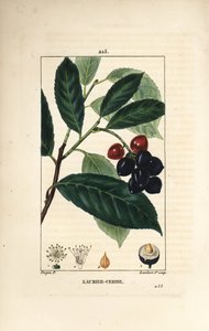 Laurier-cerise - Pierre Jean Francois Turpin