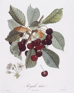 Cerisier (Prunus avium), Henry Louis Duhamel du Monceau, planche botanique par Pierre Jean François Turpin - Pierre Jean Francois Turpin