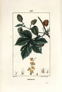 Houblon grimpant