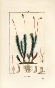 Polytric commun (mousse) - Polytric commun. Gravure au pointillé en couleur par Lambert Junior d