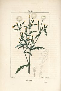 Séneçon commun - Séneçon vulgaire, Senecio vulgaris, avec fleur, feuille, graine, tige et contour de feuille - Pierre Jean Francois Turpin