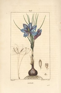 Crocus - Crocus sativus - Pierre Jean Francois Turpin