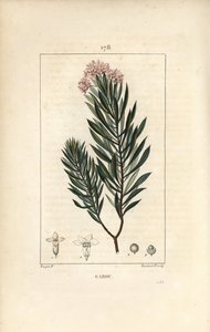 Daphné garou, Thymélé ou Bois gentil - Garou, Daphne gnidium - Pierre Jean Francois Turpin