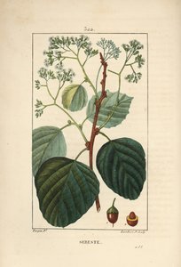 Sebestier domestique - Prunier assyrien ou lasura, Cordia myxa, avec fleur, feuille, tige et fruit. Gravure en taille-douce coloriée à la main par Lambert Junior d