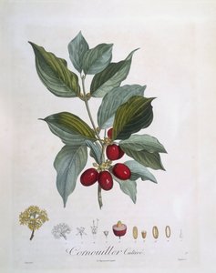 Cornouiller mâle (Cornus mas), planche botanique de Henry Louis Duhamel du Monceau par Pierre Jean Francois Turpin - Pierre Jean Francois Turpin