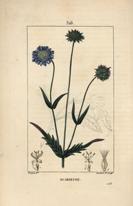 Knautie des champs ou scabieuse des champs - Scabieuse des champs, Knautia arvensis, avec fleur, feuille, tige, graine et contour de feuille. Gravure au pointillé en couleur à la main par Lambert Junior d
