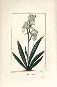 Iris florentin, Iris florentina, fleur et feuille - Pierre Jean Francois Turpin