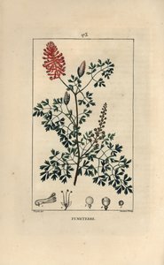 Fumeterre officinale