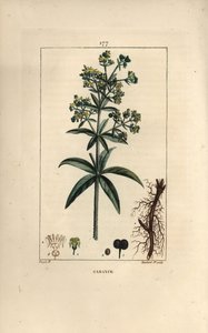 Garance des teinturiers - Garance, Rubia tinctorum, avec racine, fleur, feuille et graine