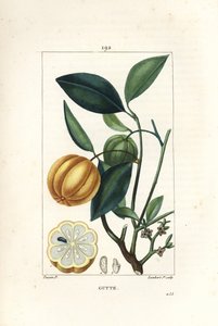 Garcinia gummi-gutta ou tamarinier de Malabar