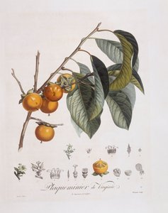 Kaki japonais (Diospyros kaki), planche botanique de Henry Louis Duhamel du Monceau par Pierre Jean Francois Turpin - Pierre Jean Francois Turpin