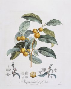 Kaki japonais (Diospyros kaki), planche botanique par Pierre Jean François Turpin