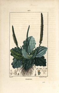 Grand plantain