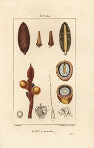 Grande branche ou grandes graines de cycas - Pierre Jean Francois Turpin