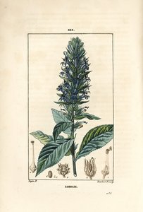 Grande lobélie ou lobélie syphilitique