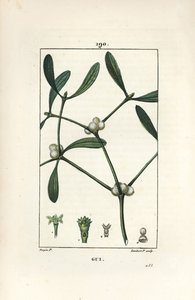Gui feuillu - Pierre Jean Francois Turpin
