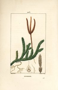Lycopode officinal ou herbe aux clubs - Lycopode commun, Lycopodium clavatum. Gravure en taille-douce en couleur par Lambert Junior d