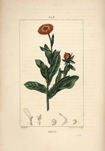 Souci, Calendula officinalis, avec fleur, feuille et tige - Pierre Jean Francois Turpin