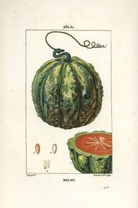 Melon, fruit